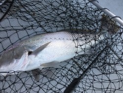 オーシャンキッズ 釣果