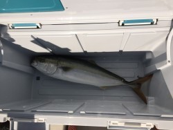 オーシャンキッズ 釣果