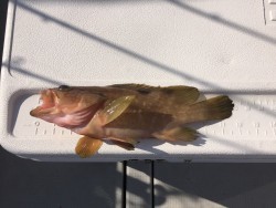 オーシャンキッズ 釣果