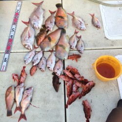 リトルワン 釣果