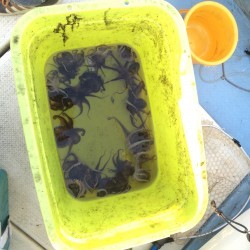 リトルワン 釣果