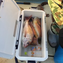 リトルワン 釣果