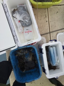 リトルワン 釣果