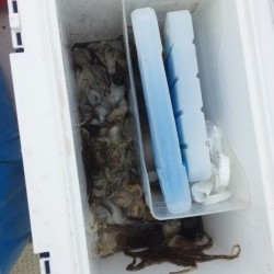 リトルワン 釣果