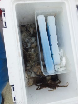 リトルワン 釣果