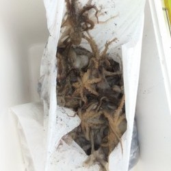 リトルワン 釣果