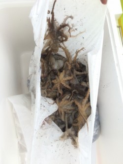 リトルワン 釣果