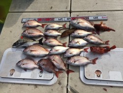 リトルワン 釣果