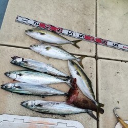 リトルワン 釣果