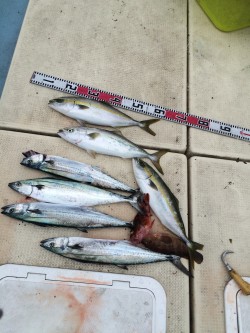 リトルワン 釣果