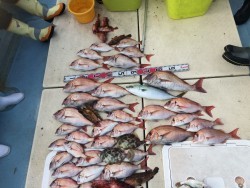 リトルワン 釣果