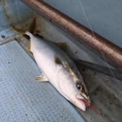 リトルワン 釣果