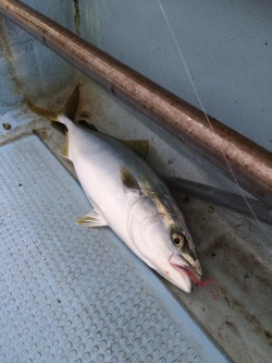 リトルワン 釣果