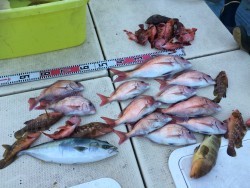 リトルワン 釣果