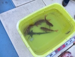 リトルワン 釣果