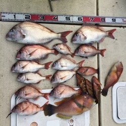 リトルワン 釣果