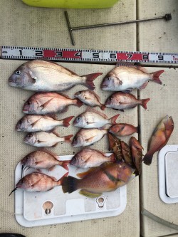 リトルワン 釣果