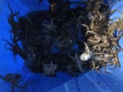 リトルワン 釣果