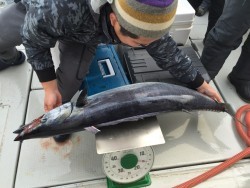 オーシャンキッズ 釣果