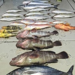 オーシャンキッズ 釣果