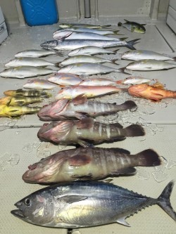 オーシャンキッズ 釣果