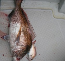 Aquanaut(アクアノート) 釣果