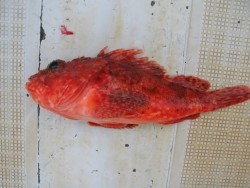 Aquanaut（アクアノート） 釣果