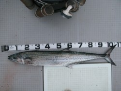 Aquanaut（アクアノート） 釣果