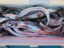 アジアマリンサービス 釣果