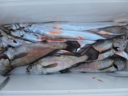 アジアマリンサービス 釣果