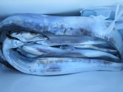 アジアマリンサービス 釣果