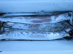 アジアマリンサービス 釣果