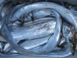 アジアマリンサービス 釣果