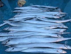 アジアマリンサービス 釣果