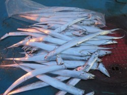 アジアマリンサービス 釣果