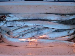 アジアマリンサービス 釣果