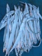 アジアマリンサービス 釣果