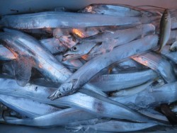 アジアマリンサービス 釣果