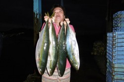 ハピネスⅡ 釣果