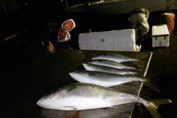 ハピネスⅡ 釣果