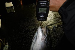 ハピネスⅡ 釣果