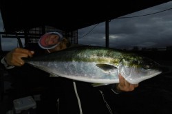 ハピネスⅡ 釣果