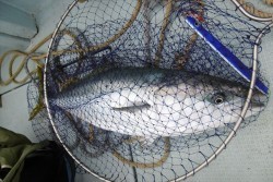 ハピネスⅡ 釣果