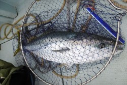 ハピネスⅡ 釣果