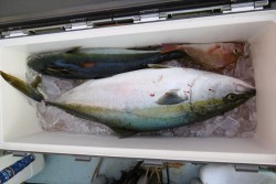 ハピネスⅡ 釣果