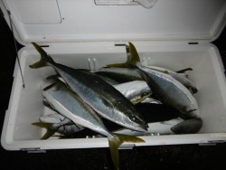 ハピネスⅡ 釣果