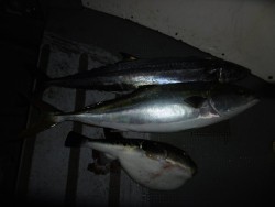 ハピネスⅡ 釣果