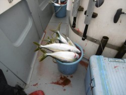 ハピネスⅡ 釣果