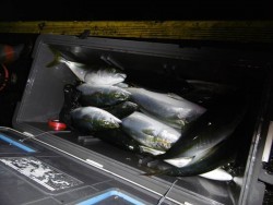 ハピネスⅡ 釣果