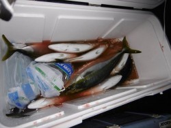 ハピネスⅡ 釣果